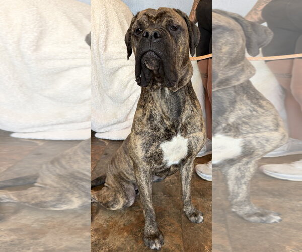 Medium Photo #1 Bullmastiff Puppy For Sale in Goodyear, AZ, USA