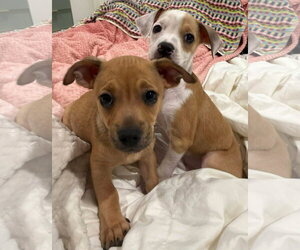 Chihuahua-Unknown Mix Dogs for adoption in Alexander, AR, USA