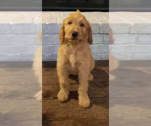 Goldendoodle Puppy for sale in METAIRIE, LA, USA