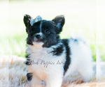 Small Photo #118 Chihuahua Puppy For Sale in WARSAW, IN, USA