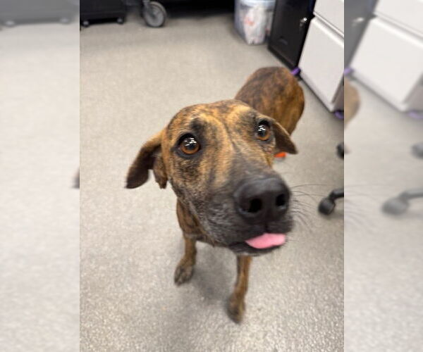 Medium Photo #3 Mutt Puppy For Sale in Elmsford, NY, USA