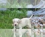 Small #9 Labrador Retriever