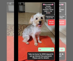 Yorkshire Terrier Puppy for sale in TUCSON, AZ, USA