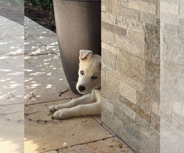 Medium Photo #4 Huskies -Unknown Mix Puppy For Sale in Royal Palm Beach, FL, USA