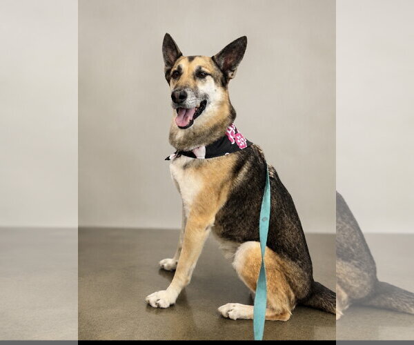 Medium Photo #3 German Shepherd Dog-Unknown Mix Puppy For Sale in Euless, TX, USA