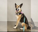 Small #2 German Shepherd Dog Mix