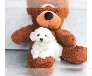 Maltese Puppy for sale in CLEVELAND, NC, USA