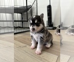 Small Photo #1 Alaskan Klee Kai Puppy For Sale in HASLET, TX, USA