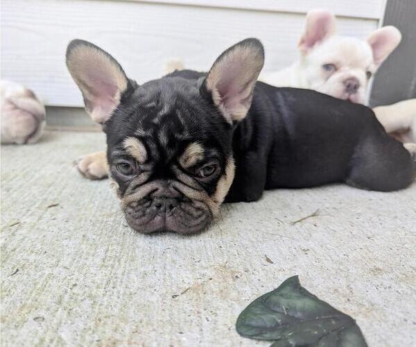 Medium Photo #3 French Bulldog Puppy For Sale in CONROE, TX, USA
