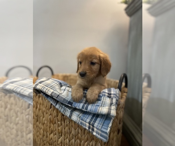 Medium Photo #14 Golden Retriever Puppy For Sale in BUFFALO, MO, USA