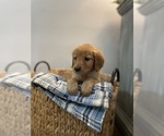 Small Photo #14 Golden Retriever Puppy For Sale in BUFFALO, MO, USA