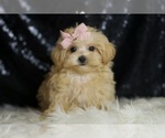 Small Photo #7 Maltipoo Puppy For Sale in WARSAW, IN, USA