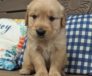 Golden Retriever Puppy for Sale in ELKTON, Kentucky USA