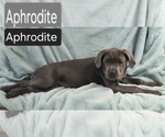 Small #2 Cane Corso