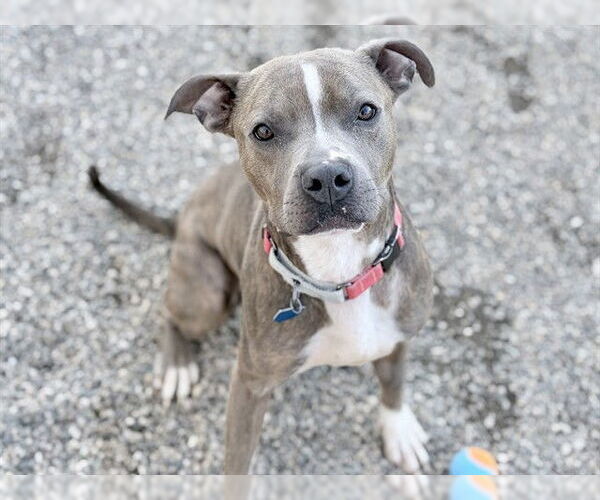 Medium Photo #2 Mutt Puppy For Sale in Ames, IA, USA