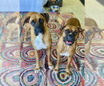 Small #5 Boxer