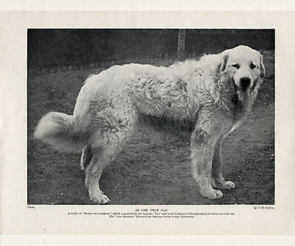 Medium Photo #1 Great Pyredane Puppy For Sale in KINGMAN, AZ, USA