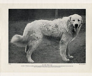 Father of the Great Pyredane puppies born on 04/11/2025