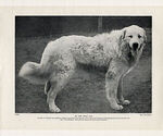 Small Photo #1 Great Pyredane Puppy For Sale in KINGMAN, AZ, USA