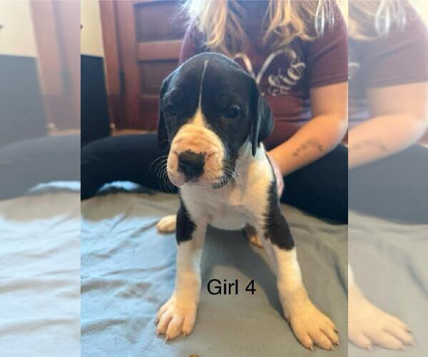 Medium Photo #1 Great Dane Puppy For Sale in RUSSELL, IA, USA