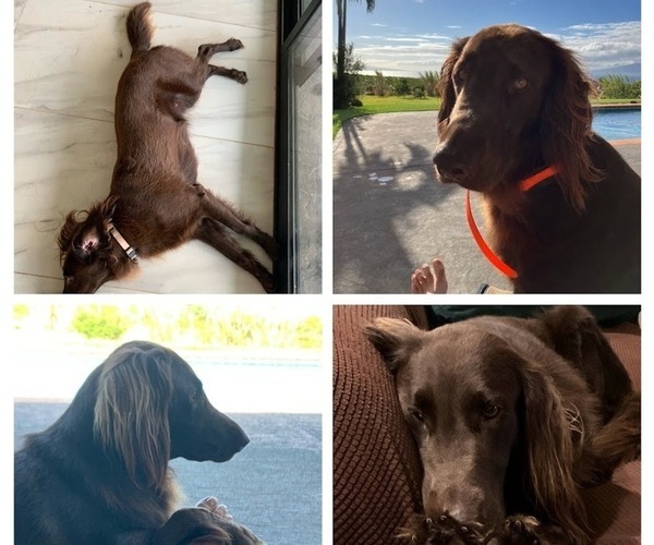 Medium Photo #1 Flat Coated Retriever Puppy For Sale in LAHAINA, HI, USA