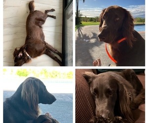 Mother of the Flat Coated Retriever puppies born on 03/08/2026