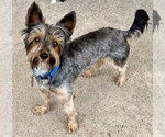 Small #1 Mutt
