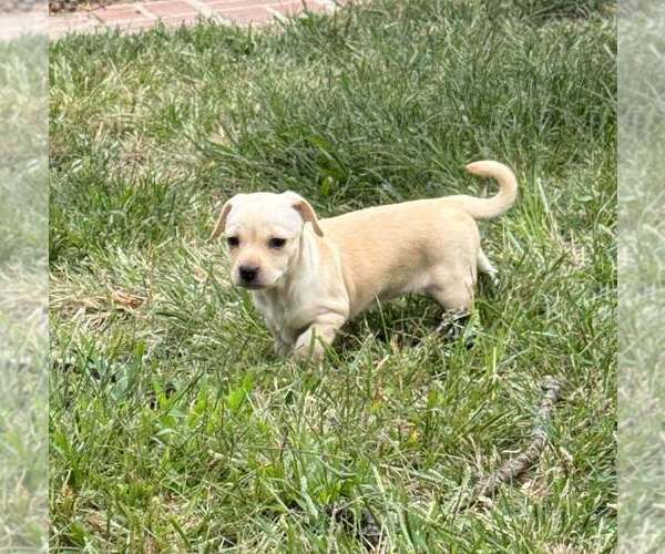 Medium Photo #1 Chihuahua-Unknown Mix Puppy For Sale in New York, NY, USA