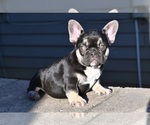 Small #1 French Bulldog