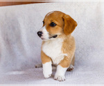 Small #3 Pembroke Welsh Corgi