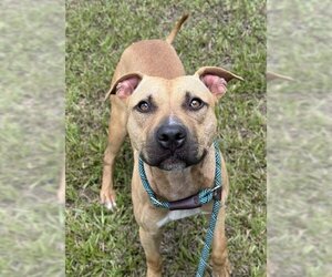 American Staffordshire Terrier-Unknown Mix Dogs for adoption in Fort Lauderdale, FL, USA