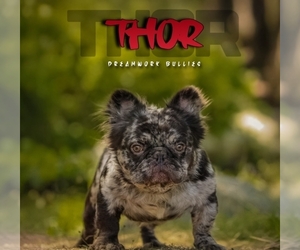 Father of the French Bulldog puppies born on 01/09/2026