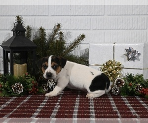 Jack Russell Terrier Puppy for sale in MILLERSBURG, OH, USA