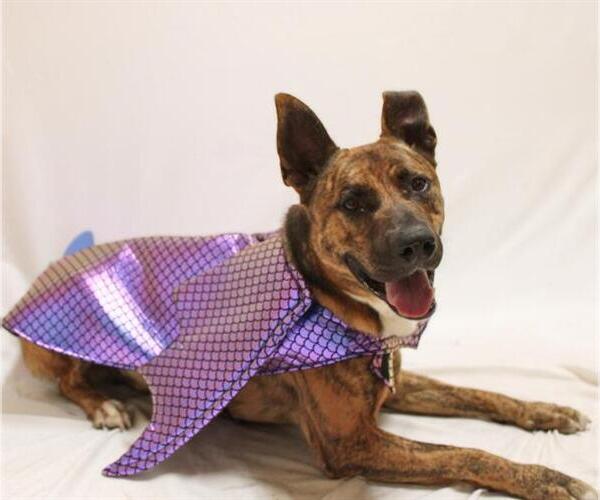 Medium Photo #1 Mutt Puppy For Sale in Chula Vista, CA, USA