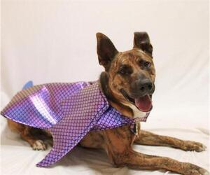Mutt Dogs for adoption in Chula Vista, CA, USA