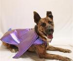 YAMI - Male Mutt Dog for Adoption - Small photo