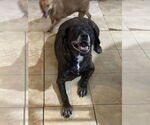 Small #18 Mutt