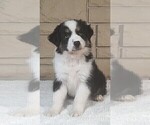 Puppy Tickles Miniature Australian Shepherd