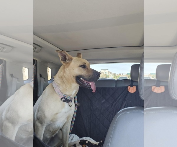 Medium Photo #5 Black Mouth Cur-Unknown Mix Puppy For Sale in phoenix, AZ, USA