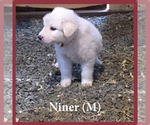Small Photo #9 Anatolian Shepherd-Great Pyrenees Mix Puppy For Sale in DEARY, ID, USA