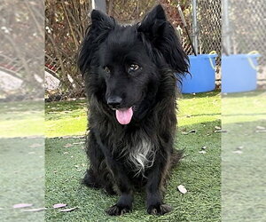VAL - Male Schipperke Dog for Adoption - Photo #2