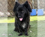Small #1 Schipperke