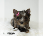 Small Photo #3 Yorkshire Terrier Puppy For Sale in KELLER, TX, USA