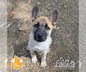 German Shepherd Dog-Unknown Mix Dogs for adoption in Irvine, CA, USA