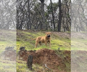 Father of the Presa Canario puppies born on 05/03/2025