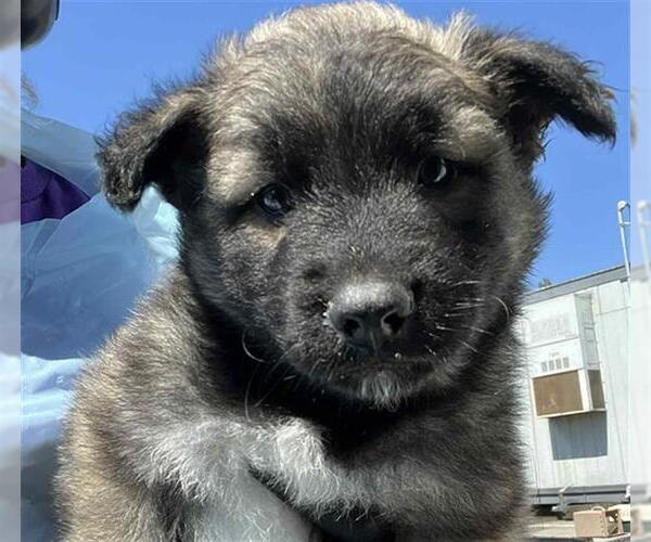 Medium Photo #1 German Shepherd Dog Puppy For Sale in Stockton, CA, USA