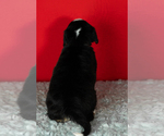 Small Photo #13 Bernese Mountain Dog Puppy For Sale in MILLERSBURG, IN, USA
