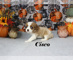 Small Photo #45 Cavalier King Charles Spaniel Puppy For Sale in CHANUTE, KS, USA