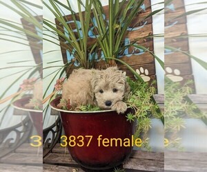 Goldendoodle-Poodle (Toy) Mix Puppy for sale in CLARE, IL, USA