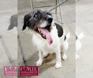 Rokky - Female Border Airedale Dog for Adoption - Photo #3